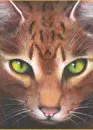 Warrior cats