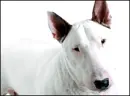 bull terrier