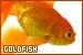 goldfish