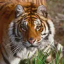 tigers