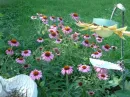 Coneflowers