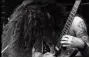 pantera