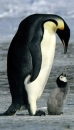 peguins 