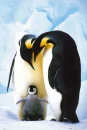 peguins 