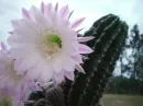 flowering cactus