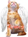 tracy cat