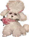 tracy puppy 