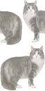 Norwegian-Forest Cat Background