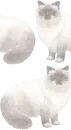 Birman Cat Background