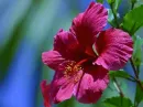 pink flower