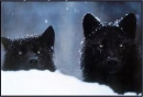 Cute wolfs