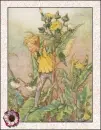 fairy