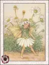 fairy