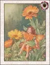 fairy