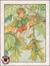 fairy
