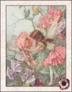 fairy