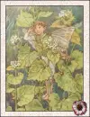 fairy