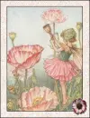 fairy