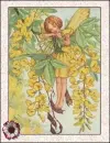 fairy