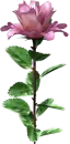 Bigest