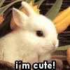 cute bunny