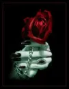 RED ROSE IN DARK