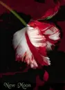 New Moon