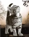 cat