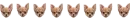 Chihuahua Divider