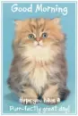 Kitten Goodmorning