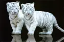 Tiger-Cub