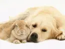 Sandy-Lop-Rabbit-Resting-with-Golden-Retriever