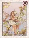 fairy
