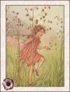 fairy