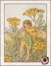 fairy
