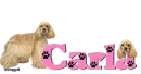American Cocker Spaniel with Carla