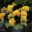penseer flower