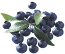 summer blueberry