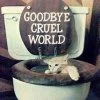Emo cat