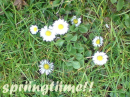 springtime