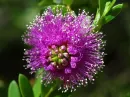 Purlpe Flower