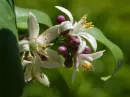 White Flower