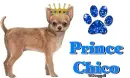 Chihuahua and crown with Prince Chico