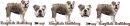 English Bull Dog Divider