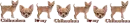 Chihuahua Divider