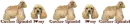 American Cocker-Spaniel