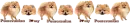 Pomeranian Divider