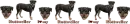Rottweiler Divider