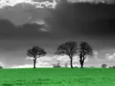 trees