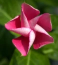 Pinwheel flower